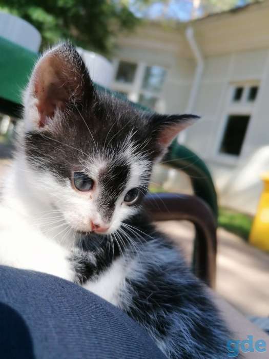 Котенок в дар, фотография 2