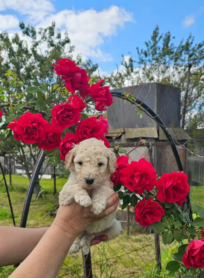 Королевский пудель с родословной, фотография 4