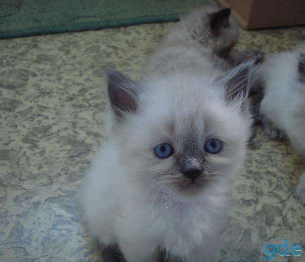котята породы Венская Маскарадная, фотография 3