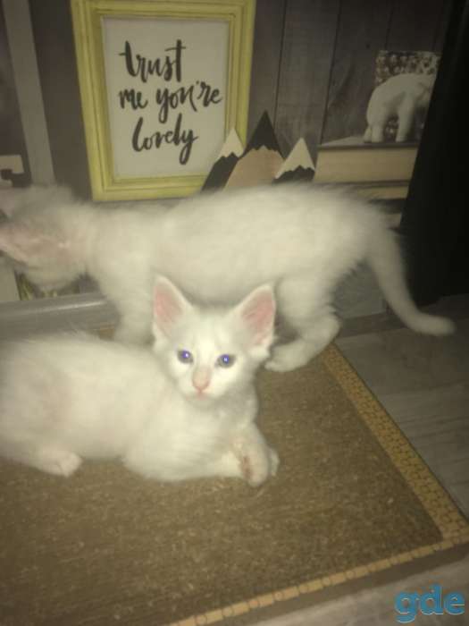 Котята Мейн-кун, фотография 4