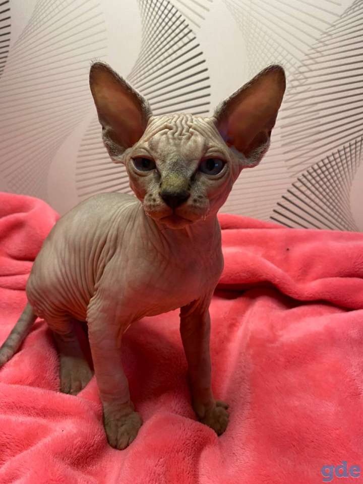 Канадский сфинск котята, фотография 3
