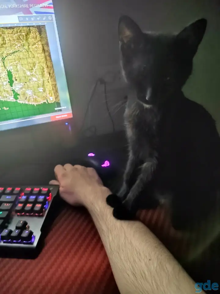 нужно пристроить котика, фотография 4