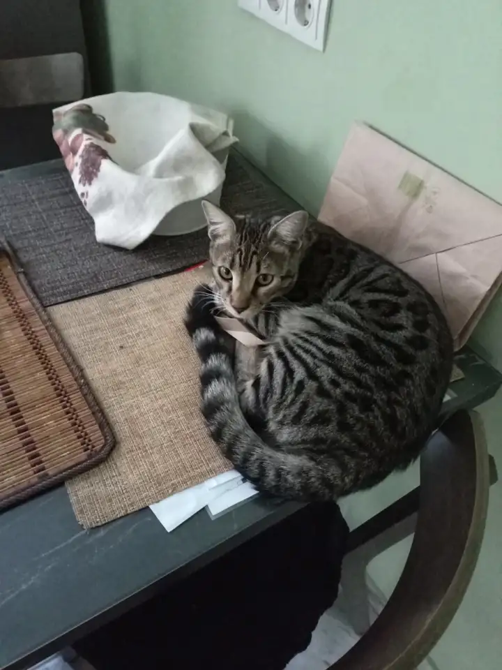 Пропал котенок бенгал, фотография 5