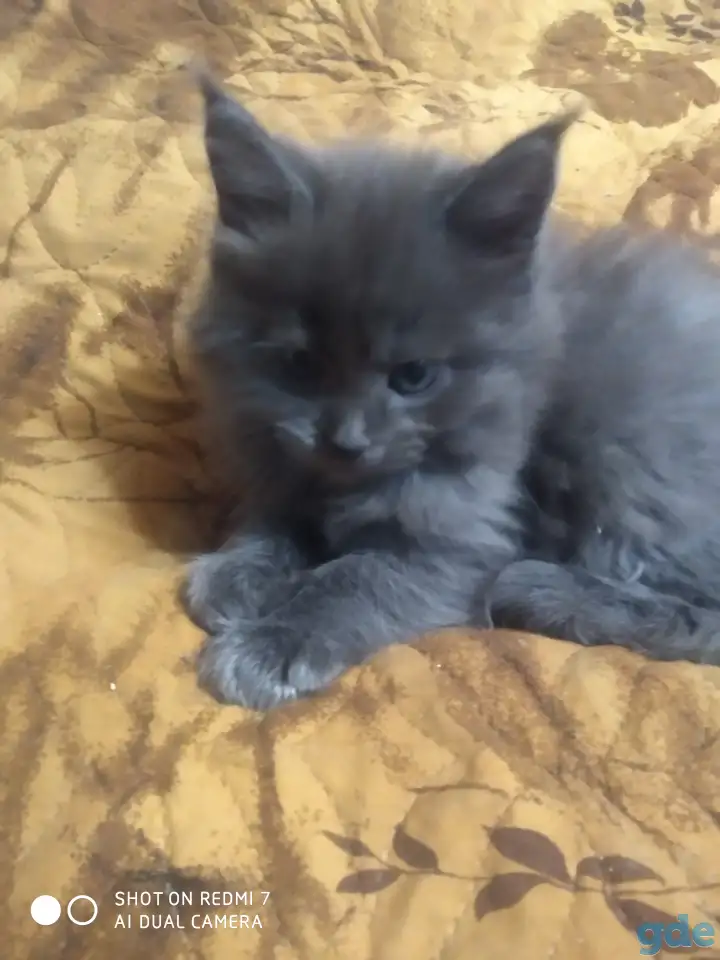 Котята мейн-кун, фотография 2