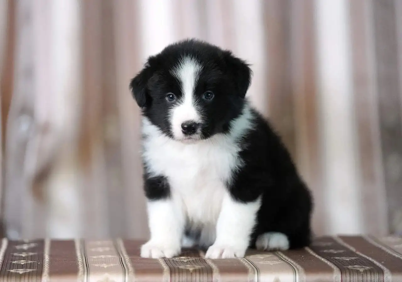бордер колли, фотография 1