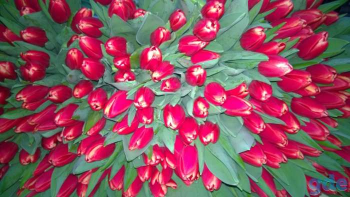 Цветы, фотография 6