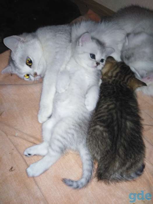 Котята, фотография 1