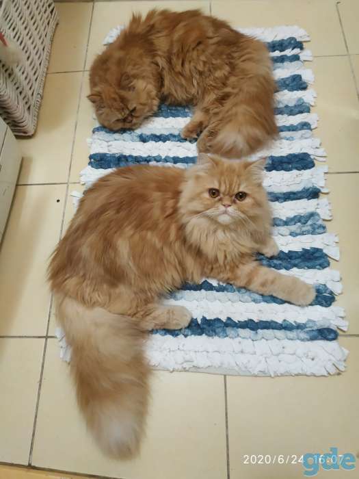 Персидские котята, фотография 7