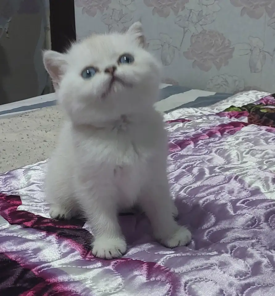 Шотландский котенок(девочка), фотография 1