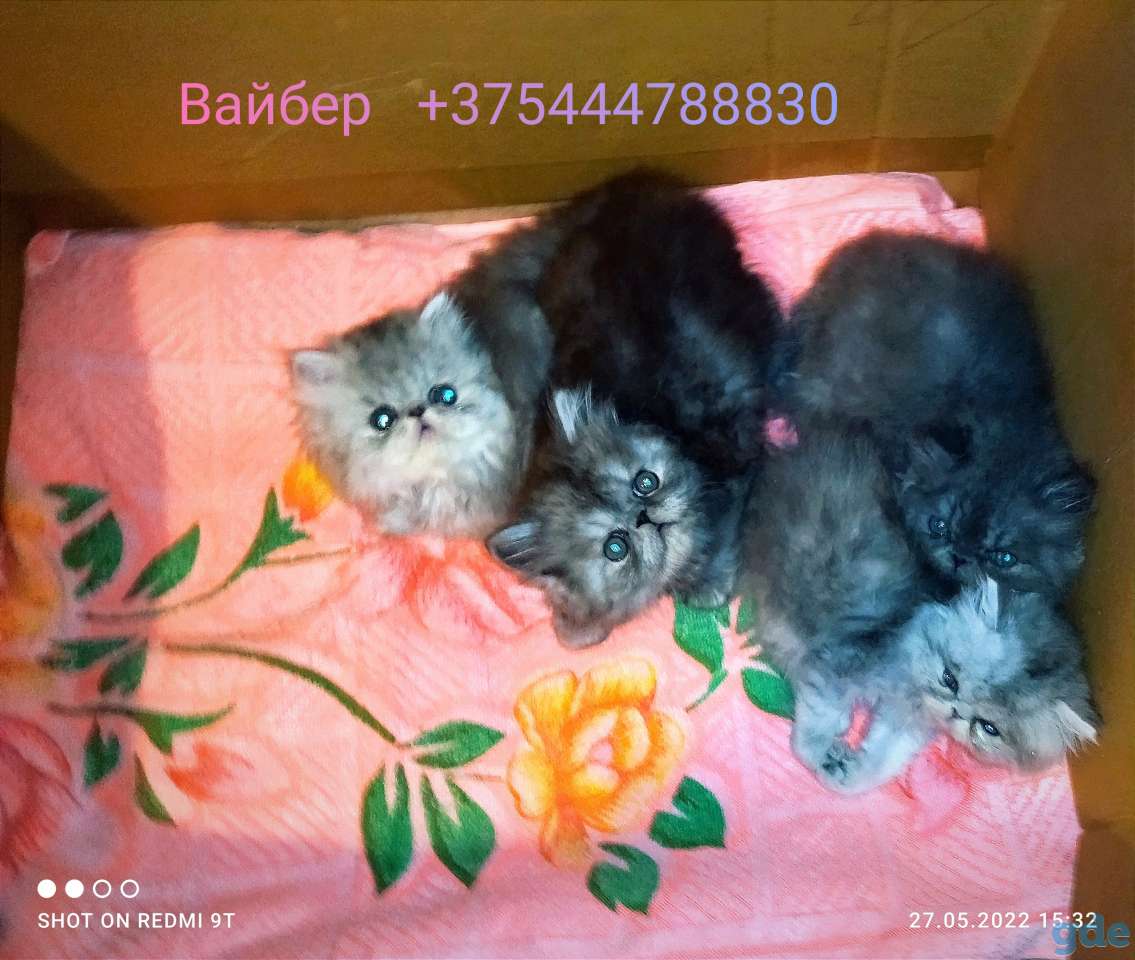 Персидские котята экстремального типа чистокровные персы., фотография 11