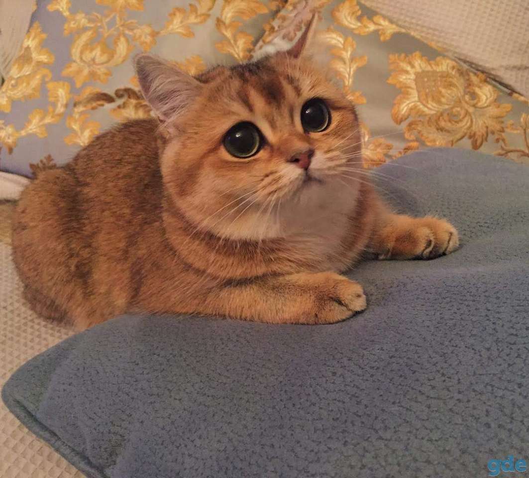 Шотландские котята, фотография 2