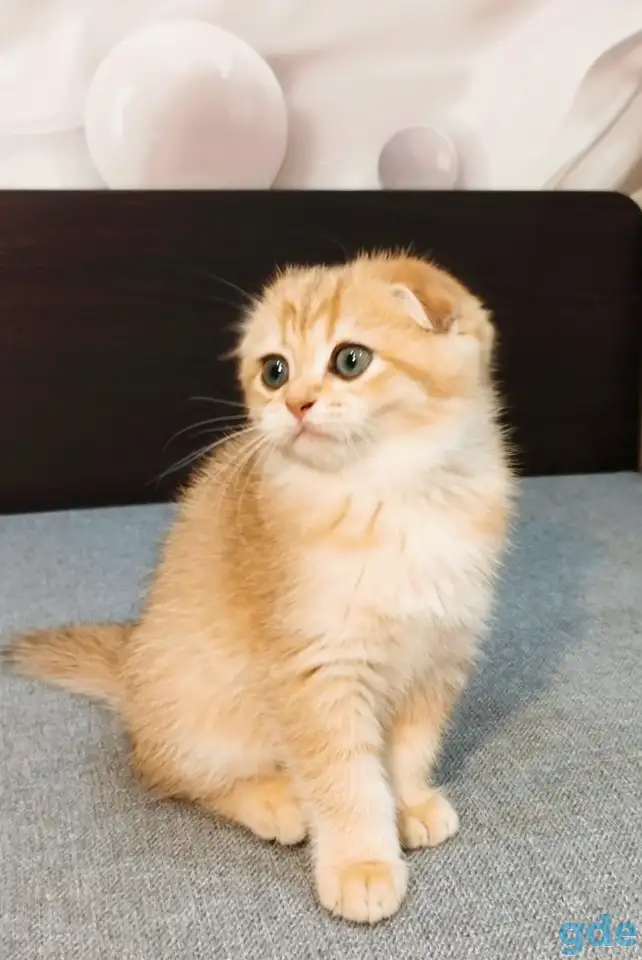 Шотландская вислоухая кошечка, фотография 1
