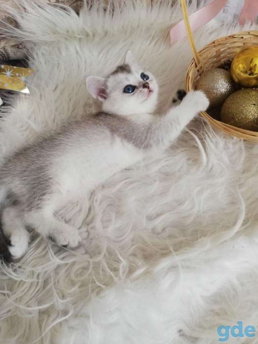 котята шиншилла на серебре, фотография 1