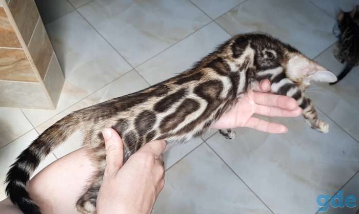 Бенгальские котята, фотография 1