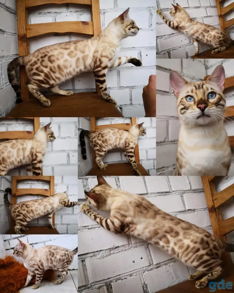 Бенгальские котята, фотография 5