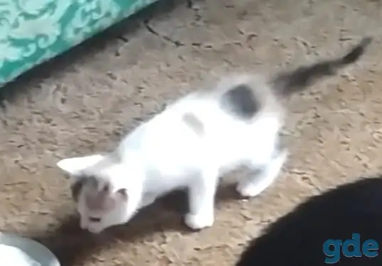 Отдам в хорошие руки трехцветную кошечку полтора, фотография 1