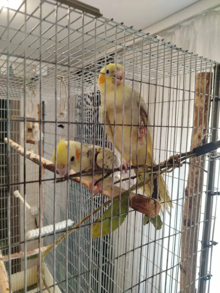 Продам деток кореллы, фотография 1