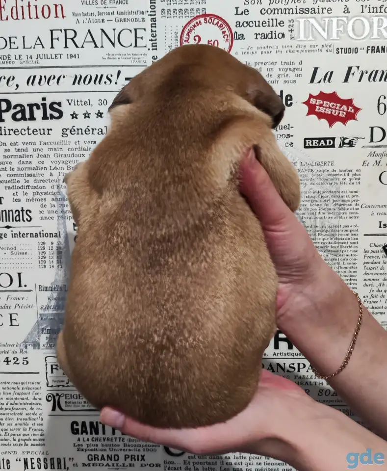 Щенки французский бульдог, фотография 2