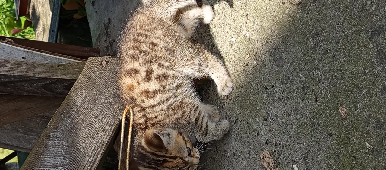 Котятаив добрые руки, фотография 6