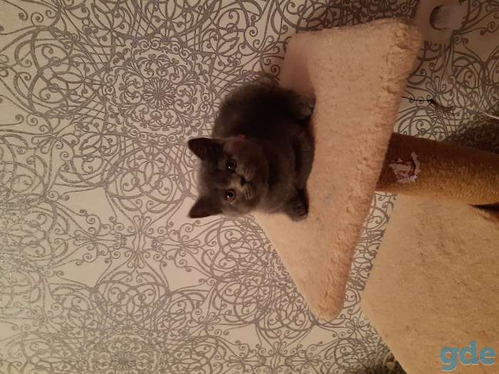 Британская кошечка, фотография 2