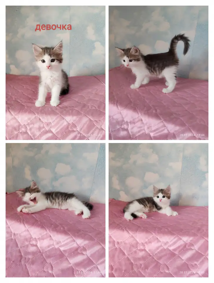 Котятки в хорошие руки, фотография 2
