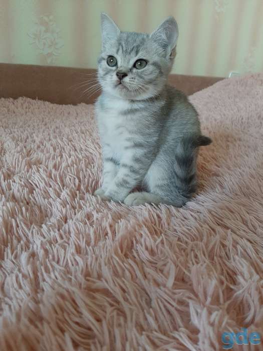 Котята шотландские, фотография 2