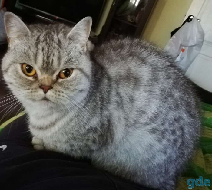 Отдам кошку в хорошие руки, СРОЧНО!!!!, фотография 3