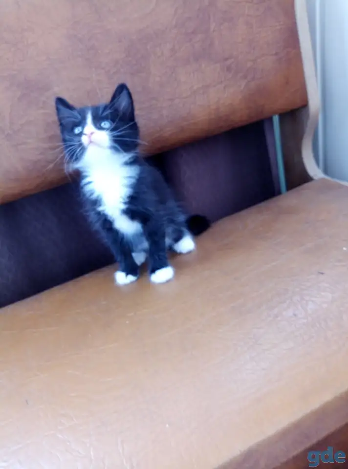 Котята в дар., фотография 3