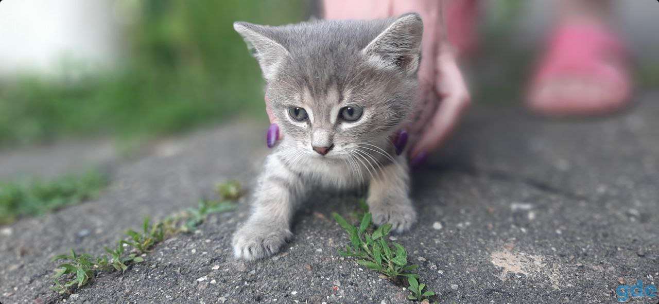 Котят в дар, фотография 3