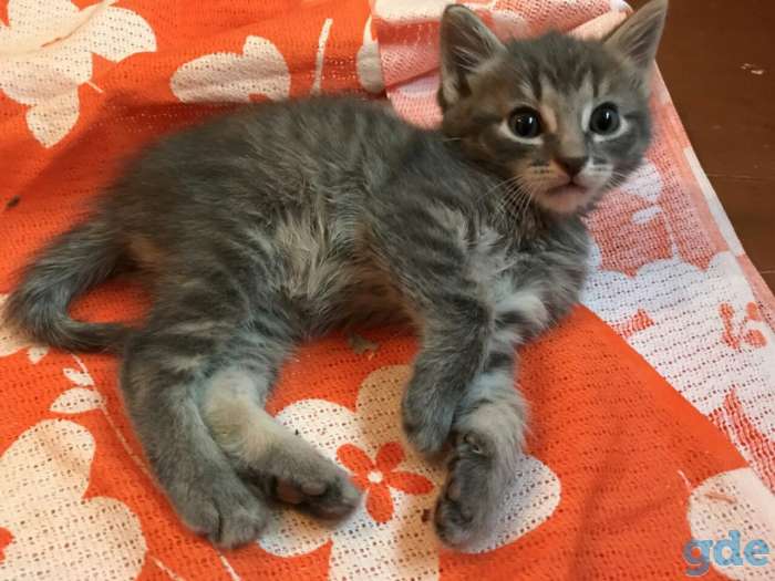 Котята в дар, фотография 2
