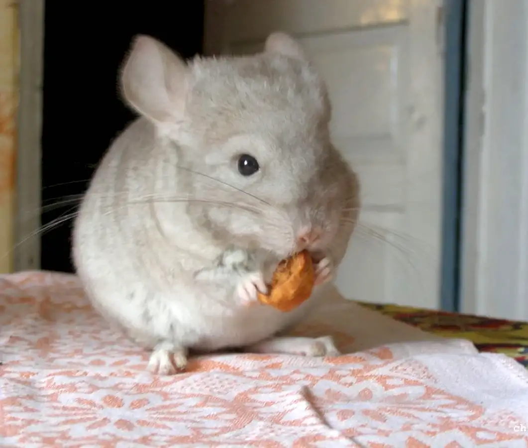 Шиншилла, фотография 1