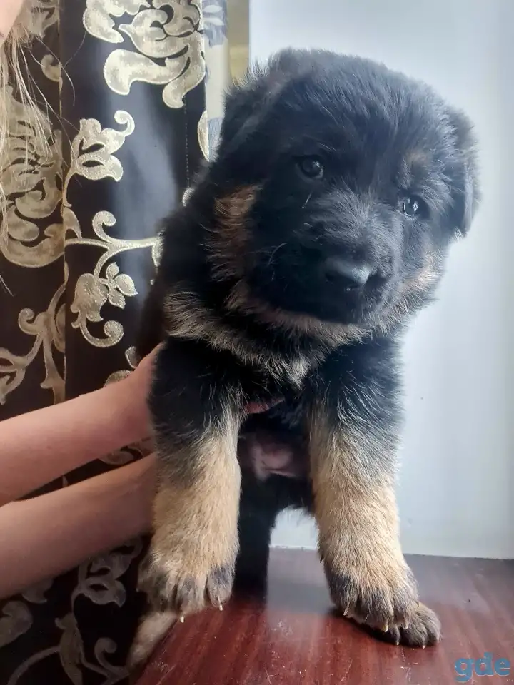 Продам щенка немецкой овчарки, фотография 1