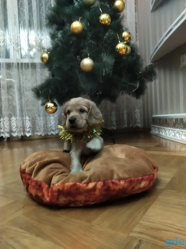 Щенки английского кокер спаниеля, фотография 1