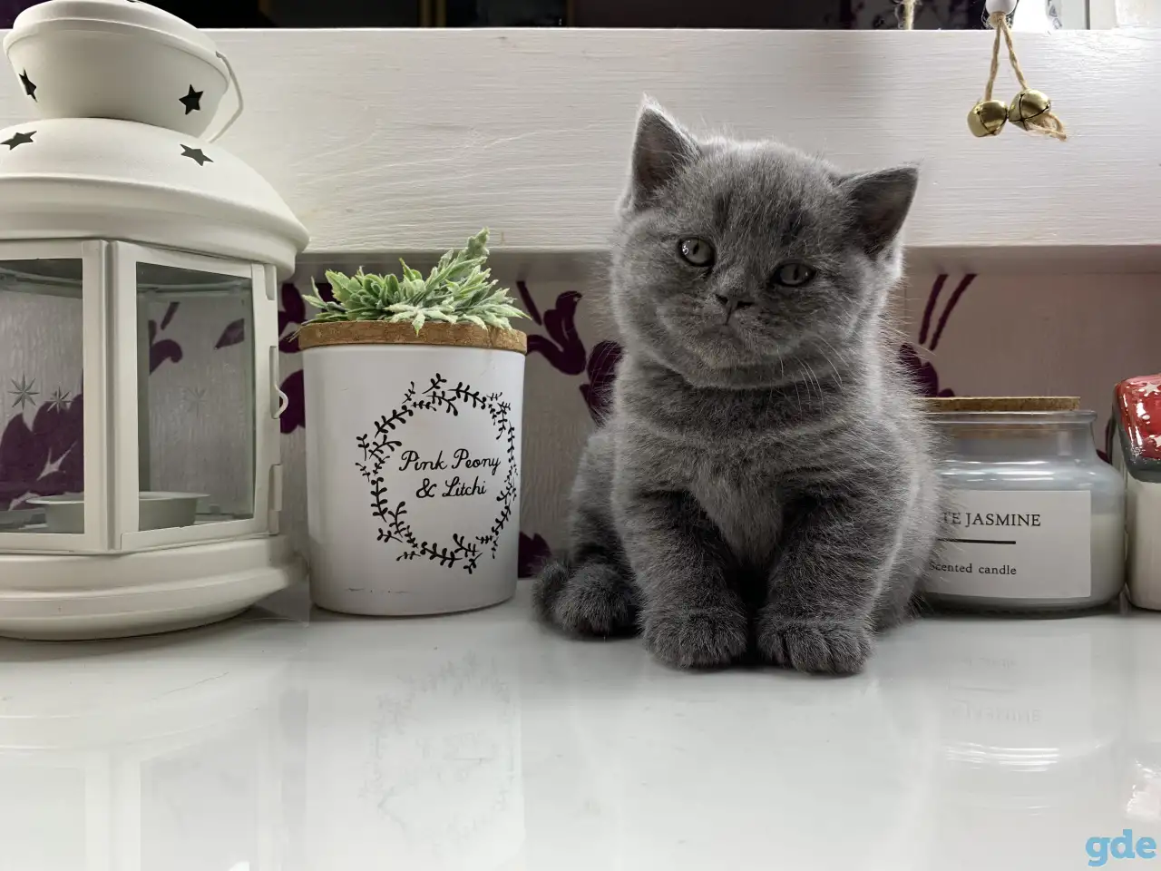 Британские котята., фотография 8