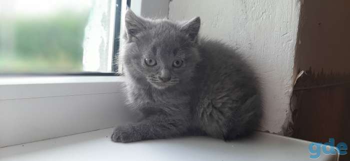 Котята, фотография 10
