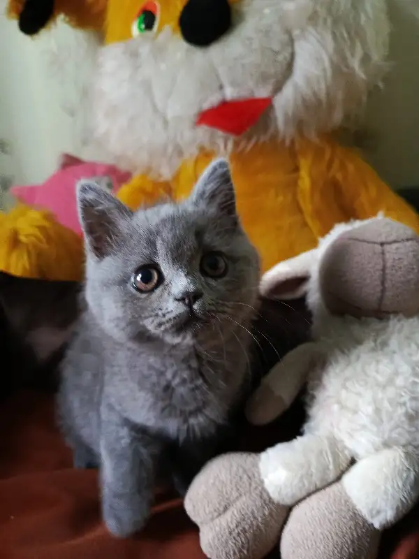 Продаю шотландских котят, фотография 4