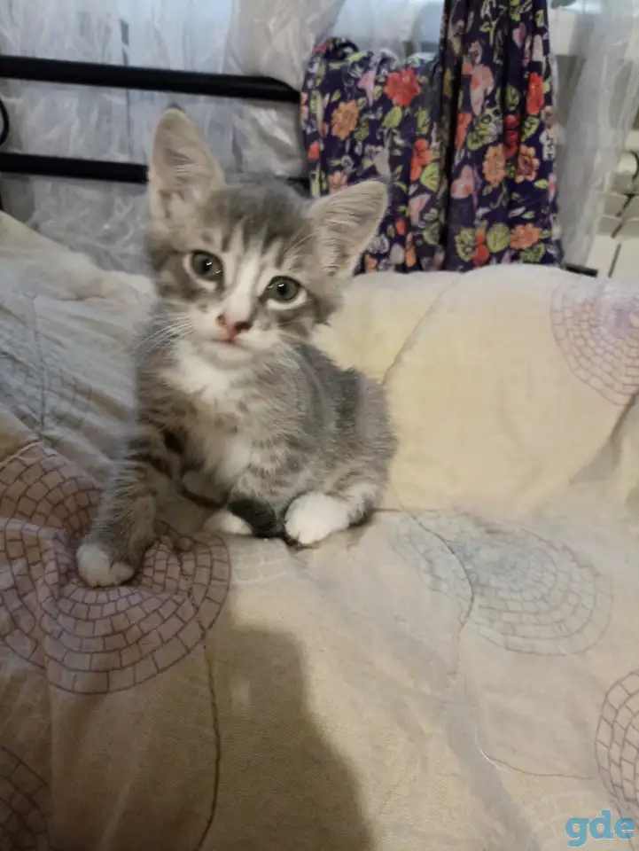 котенок в дар, фотография 1