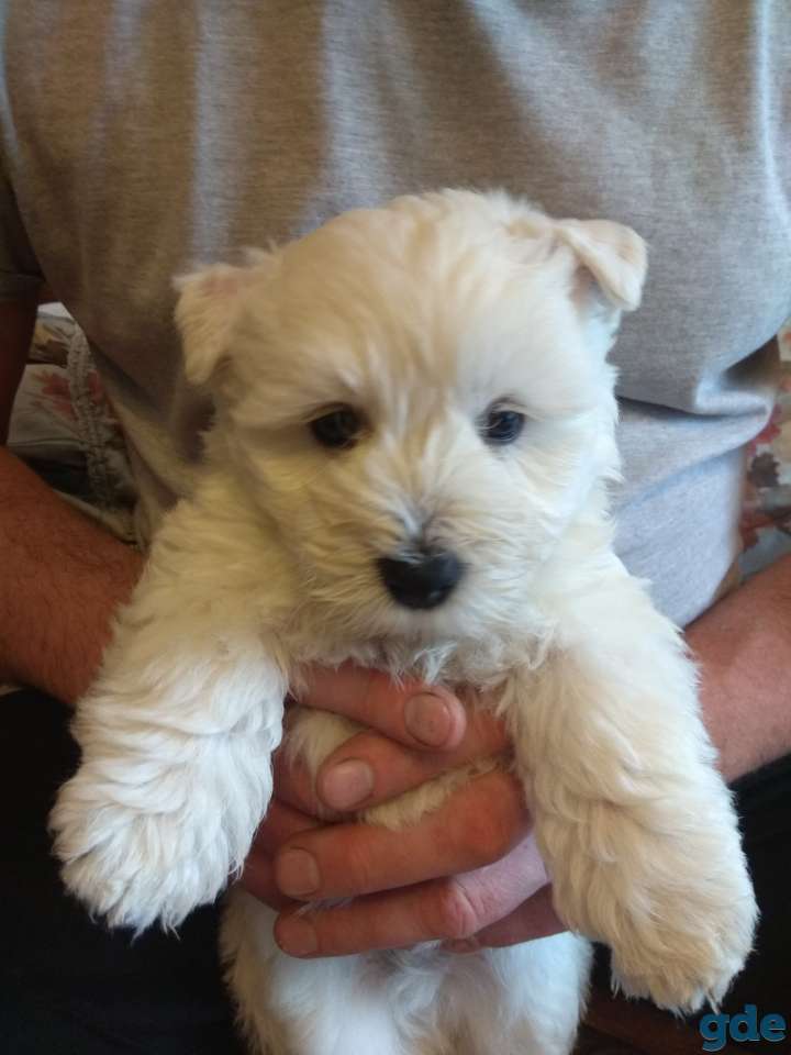 Щенки вест- хайленд- уайт- терьер, фотография 8
