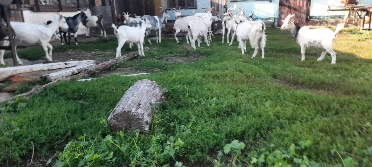 Продам коз, козлов, козлят, фотография 2