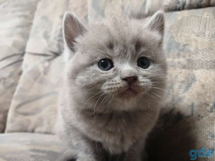 Британские котята, фотография 1