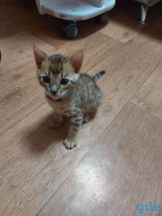 Бенгальские котята, фотография 3