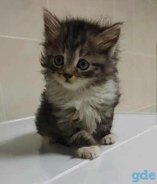 Шикарный котенок, фотография 3