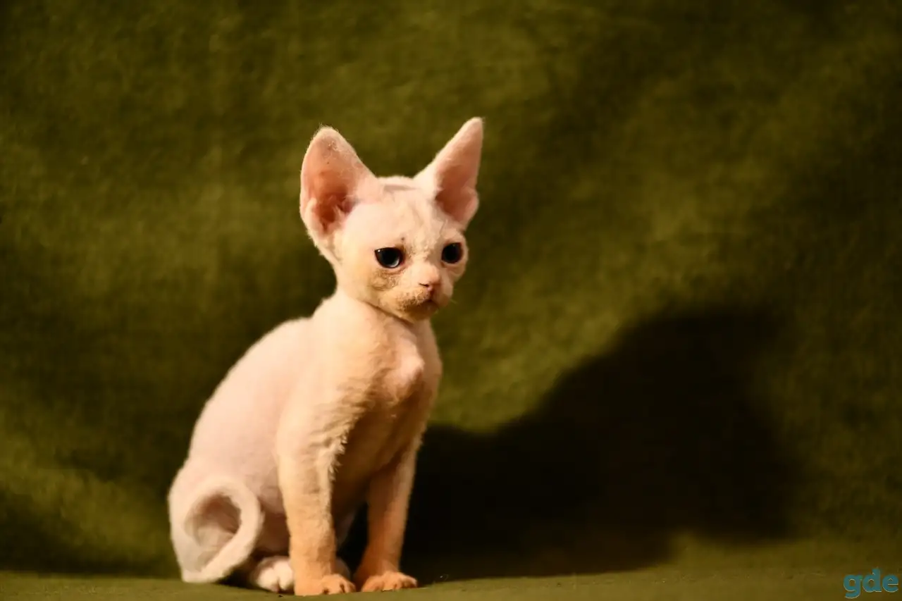 Котята Девон-рекс, фотография 5