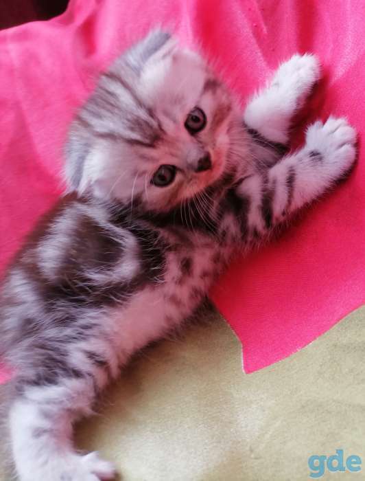 Шотландские котята, фотография 7