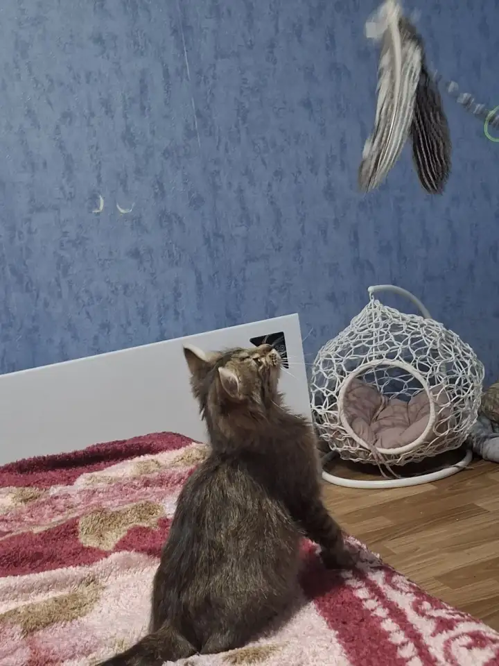 Котёнок в дар, фотография 4