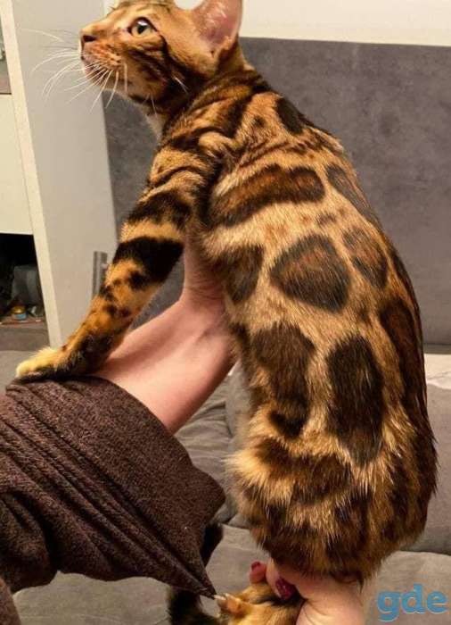 Бенгальский кот, фотография 2