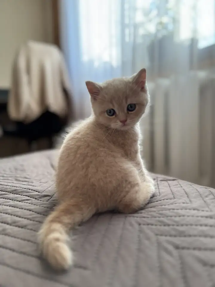 Шотландские котята, фотография 7