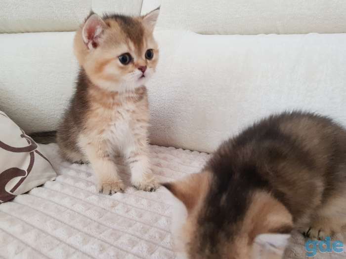 Чистокровные шотландские котята, фотография 2
