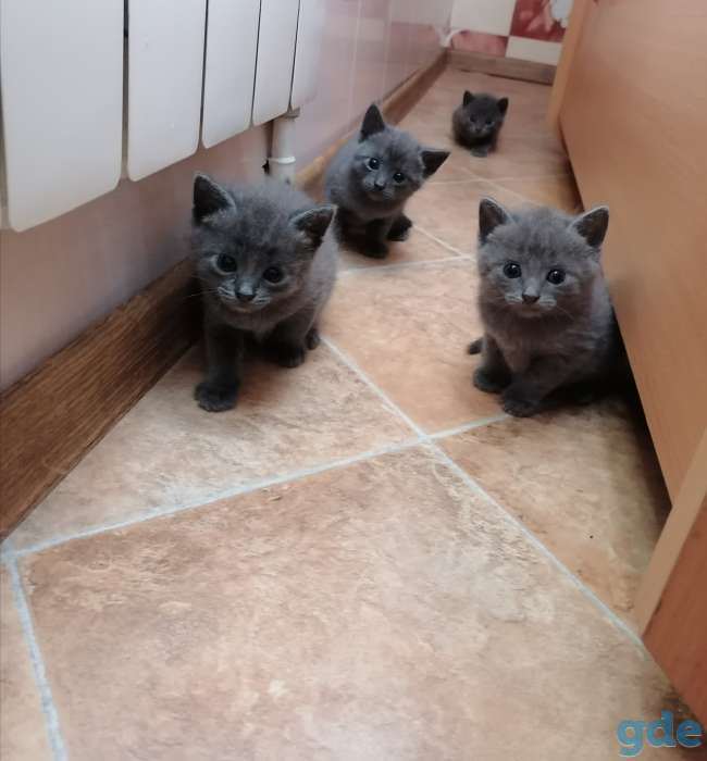Русские голубые котята, фотография 1