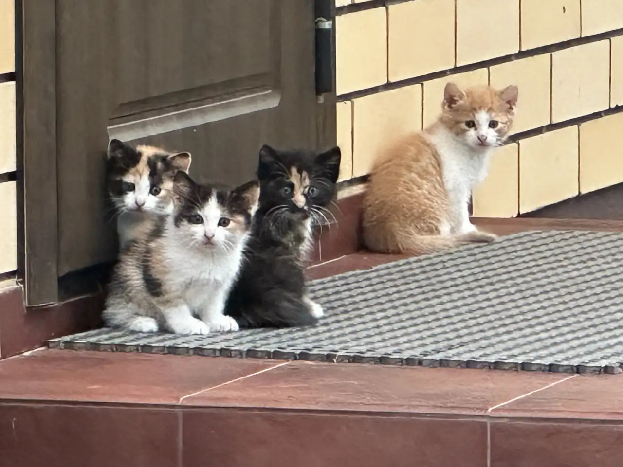 ОТДАДИМ КОТЯТ, фотография 3